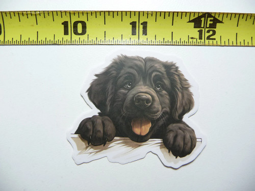 Peeking newfoundland newfie - newfoundland,