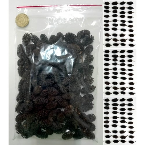 120 pigne ontano filtro - 120,