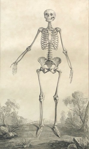 1759 incisione anatomia - incisione,