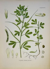 Trigonella foenum graecum 1886