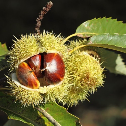 Castanea sativa castagno - castanea,