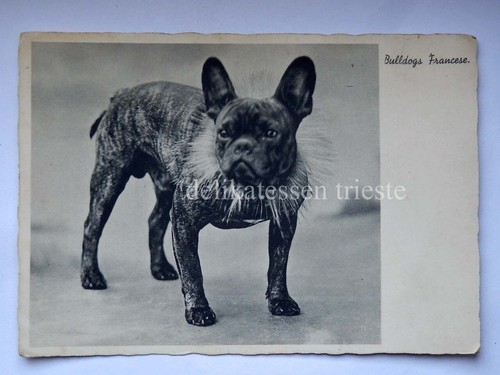 Bulldog francese french cane - bulldog,