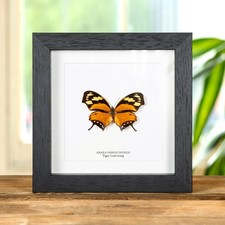 The Tiger Leaf-wing Butterfly