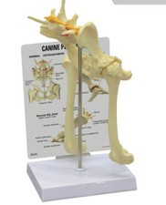 Scheletro cane cane modello