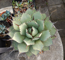 Agave parryi FROSTHART!!!
