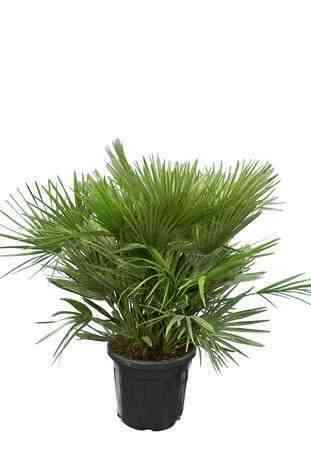 Chamaerops humilis var