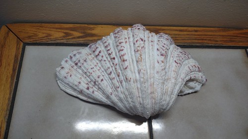 Clam shell tridacna - clam,