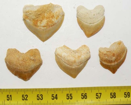 Denti squalo rimane - da,