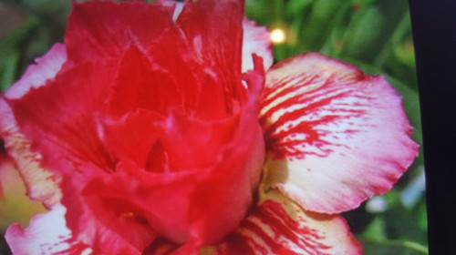 Adenium obesum rosa - adenium, del