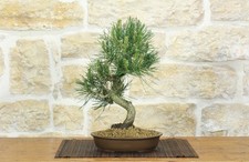 Bonsai di Pino Nero Thunbergii