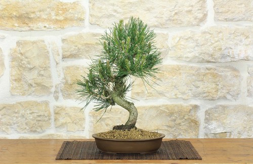 Bonsai pino nero - di,