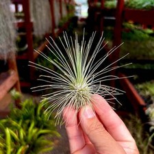 Fuchsii v. Gracilis Air Plant