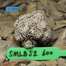 Raro cactus Mammillaria