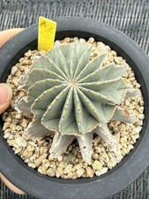 Pianta di cactus succulenta