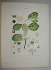 PLANTES DE FRANCE – fig