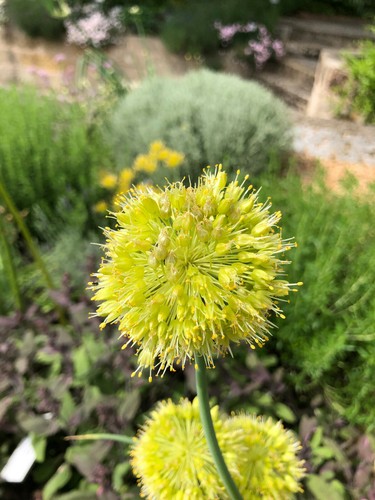 Aglio giallo piccante aglio