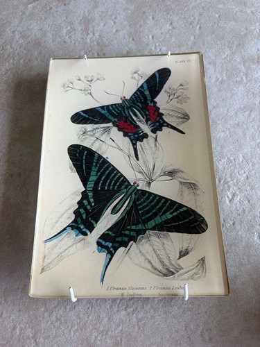 Piatto farfalla john - farfalla,