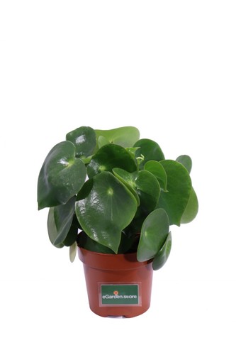 Pianta peperomia polybotrya - di,