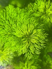 Limnophila Heterophylla 5