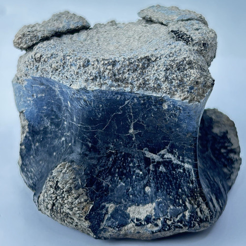 Tenontosaurus vertebra - tenontosaurus,