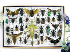 Bellissimi insetti imbalsamati