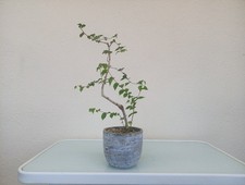Bonsai olmo campestre prezzo - bonsai, campestre.prezzo