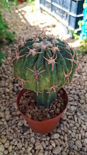 Homalocephala texensis - , cv
