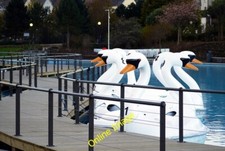 Photo 6x4 The 'Pickie Swans'