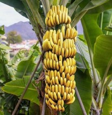~~DWARF CAVENDISH Banana
