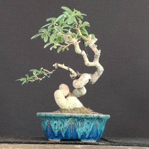Shohin japanese privet - shohin,