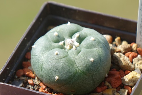 Cactus ariocarpus - cactus,