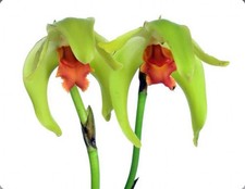 Lycaste cinnabarina Huge BS
