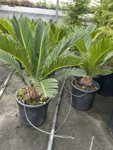 Cycas v18 - cycas,