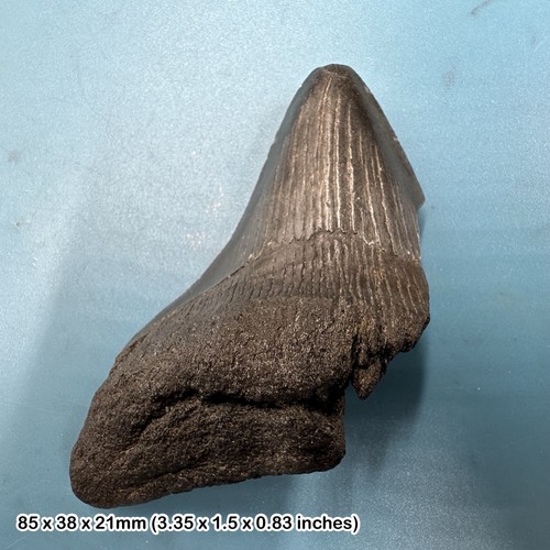 Authentic carcharodon