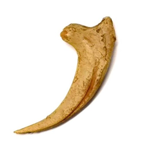 Tenet artiglio di - tenet,