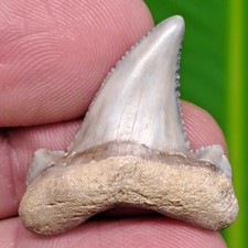 Dente di squalo AURICULATUS -