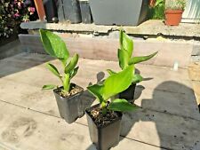 Strelitzia Reginae Bird of Paradise succulent exotic SUD AFRICA