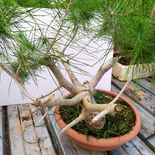 Bonsai pino aleppo o - pino, d'aleppo