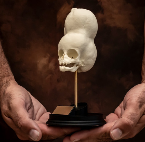 Boy bengal skull replica - boy,