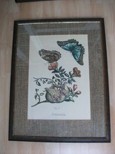 Merian M.Sib. col. manuale