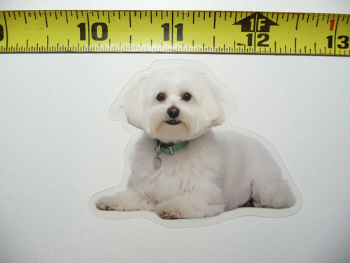 Adesivo cane maltese - cane,