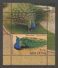Moldavia 2013 uccellini pavone