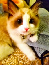 Kitten and Puppy Pendants on