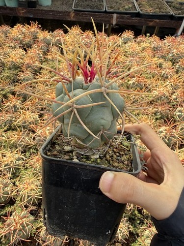 Thelocactus hexaedrophorus