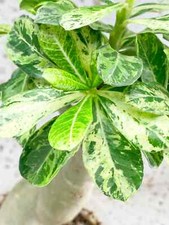 5 Adenium obesum VARIEGATO  - rosa del deserto - semi freschi 