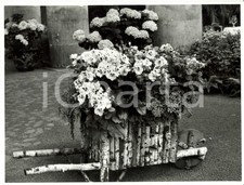 1962 BRUXELLES (B) Serre Reali di LAEKEN - Fiori in cariola di legno *Fotografia