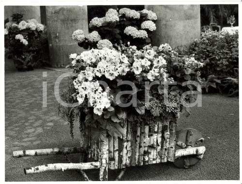 1962 bruxelles serre reali - 1962,