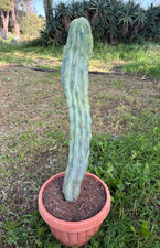 MYRTILLOCACTUS  GEOMETRIZANS