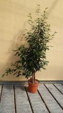 Ficus benjamin exotica - benjamin,