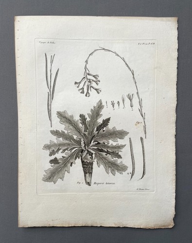 Incisione antica botanica - antica,,